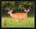 Picture Title - Two Headed 18Point Deer