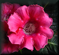 Picture Title - Pink Gloxinia