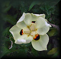 Picture Title - Yellow Wild Iris