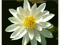 Picture Title - Fragrant White Water Lilly