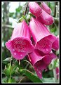 Picture Title - Foxgloves