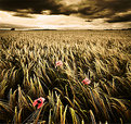 Picture Title - Grain Field