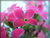 Pink Kalanchoe