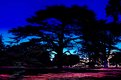 Picture Title - Cedar at Osborne House