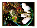 Picture Title - Mini Cacti