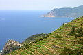 Picture Title - Coniglia vineyards