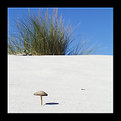 Picture Title - Mushroom at the beach