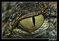 Picture Title - Crocodile eye