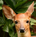 Picture Title - Deer - Close up