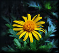 Picture Title - Just another Daisy