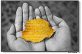 Picture Title - poetry of leaf