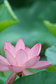 Picture Title - lotus III