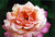 Rose in the park