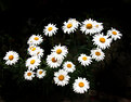 Picture Title - Daisies