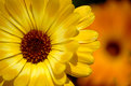 Picture Title - Yellow and Orange