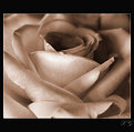 Picture Title - a rose...