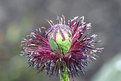 Picture Title - Poppy Seedhead