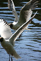 Picture Title - wings
