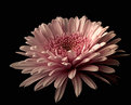 Picture Title - Flower 1/6