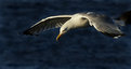 Picture Title - Hard Gull