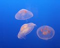 Picture Title - JellyFish