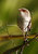 Female Fairy Wren 