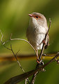 Picture Title - Female Fairy Wren 