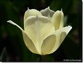 Picture Title - Tulip #1