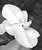 White Phal in B&W