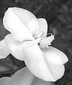 Picture Title - White Phal in B&W