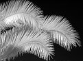 Picture Title - Fronds