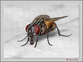 Picture Title - Order Diptera