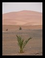 Picture Title - Desert 2