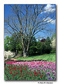Picture Title - Longwood Gardens (s2196)