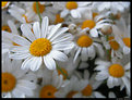 Picture Title - Daisies For Love