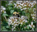 Picture Title - Blooms and A Bee