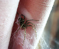 Picture Title - Anybody here who removes this spider ?