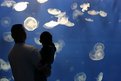 Picture Title - moon jellies