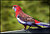 Crimson Rosella.