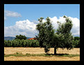 Picture Title - V olive's tree