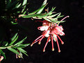 Picture Title - Grevillea no 3