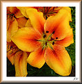 Picture Title - Orange Lily
