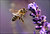 Bee in motion