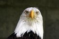 Picture Title - Bald Eagle