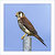 Isleta Falcon