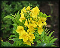 Picture Title - Yellow Trumpets