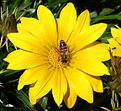 Picture Title - very busy