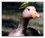Kind Goose