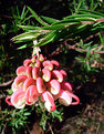 Picture Title - another grevillea! - last one!
