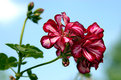 Picture Title - Geranium macro